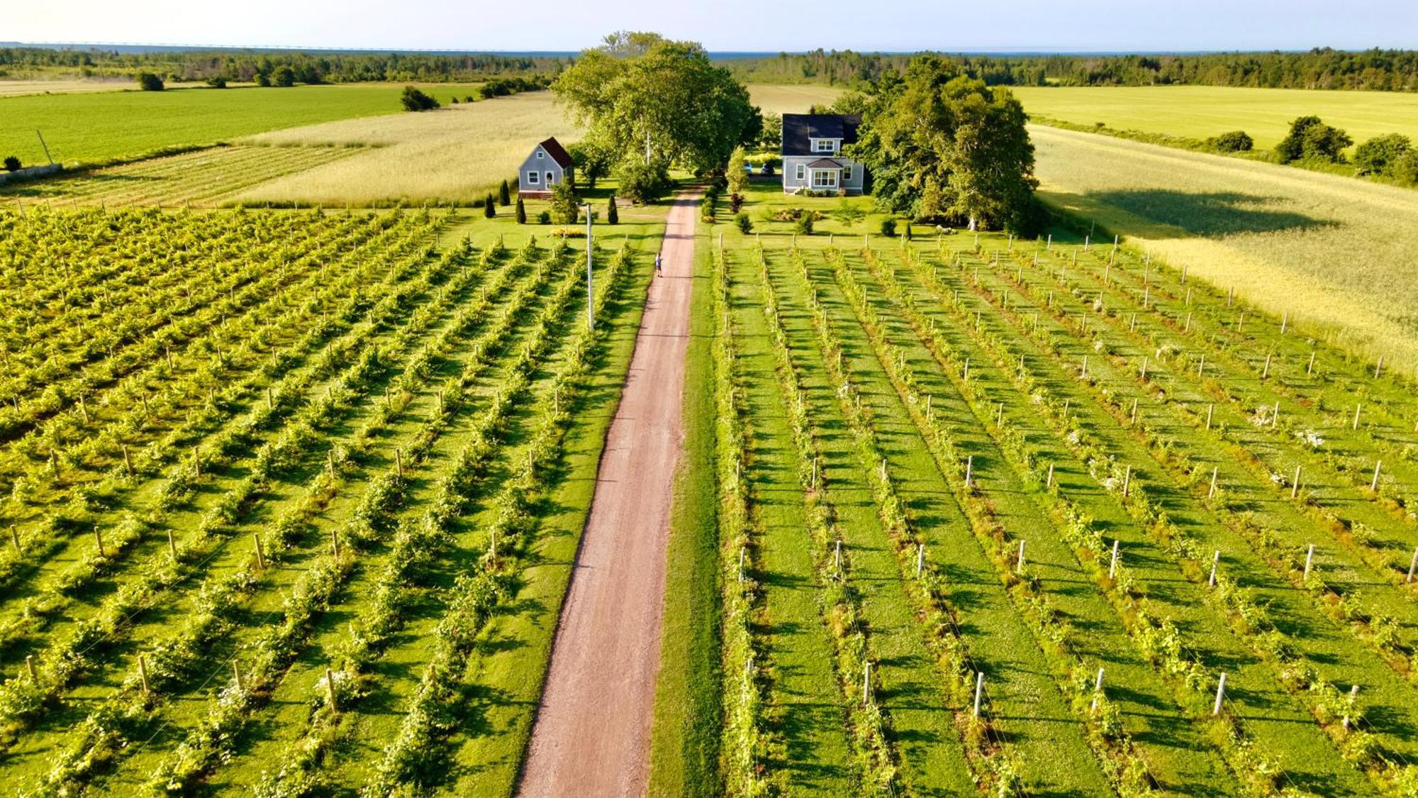 Bed and Breakfast Sunbury Cove Winery Miscouche Экстерьер фото